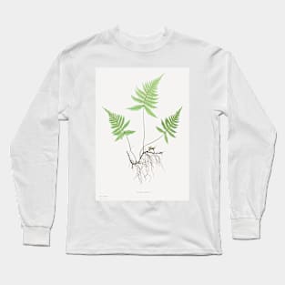 Northern beech fern - Botanical Illustration Long Sleeve T-Shirt